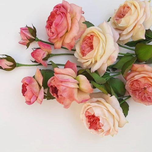Petites fleurs en papier - Rosiers Austin - 18 octobre 2025
