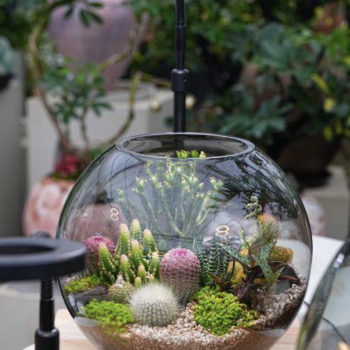 Terrarium de Succulentes - 27 juin