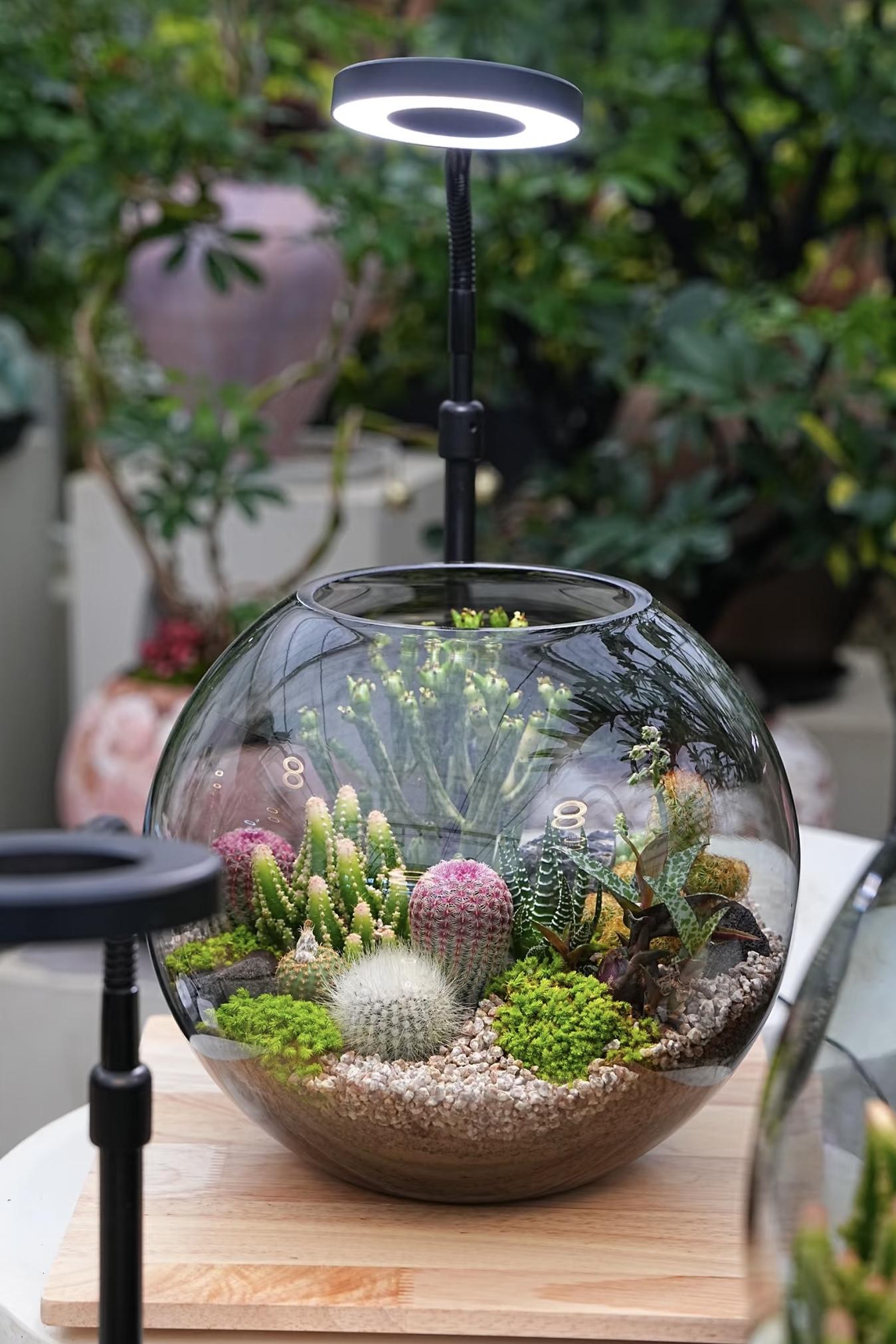 Terrarium de Succulentes - 27 juin